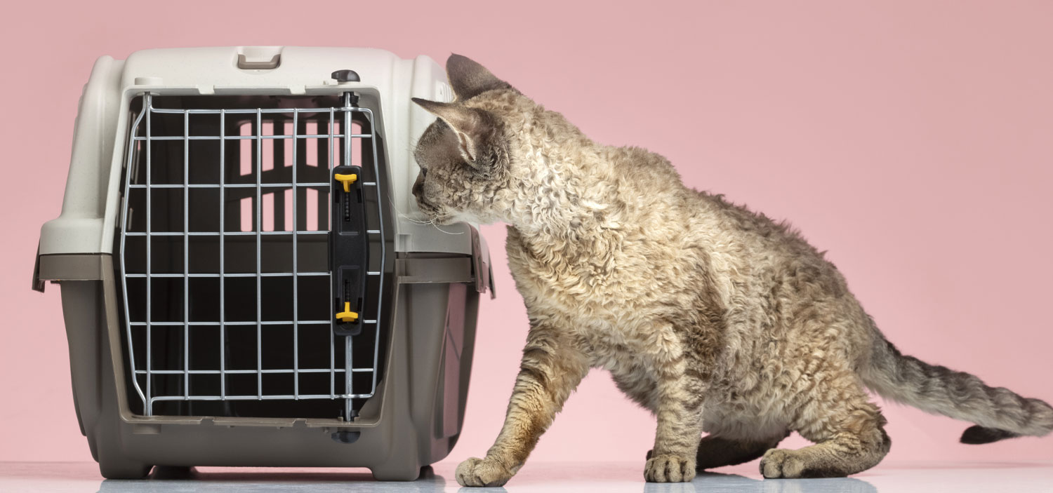 chat déménagement dépression.jpg